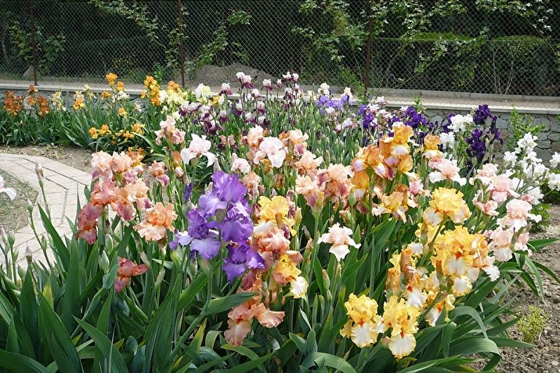 Irises - Temperature