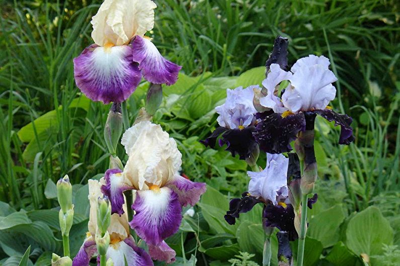Irises - Watering