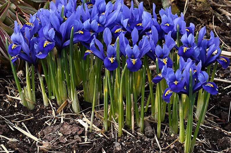 Irises - Fertilizers and top dressing