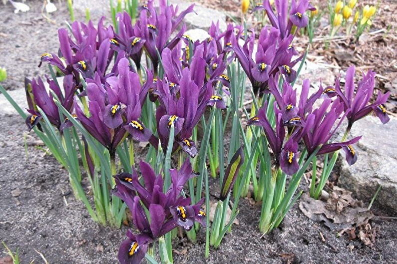 Irises - Fertilizers and top dressing