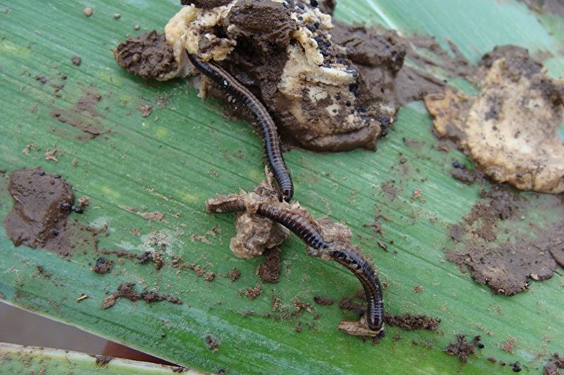 Irises - Diseases and Pests