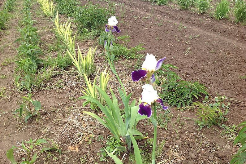 How to transplant irises