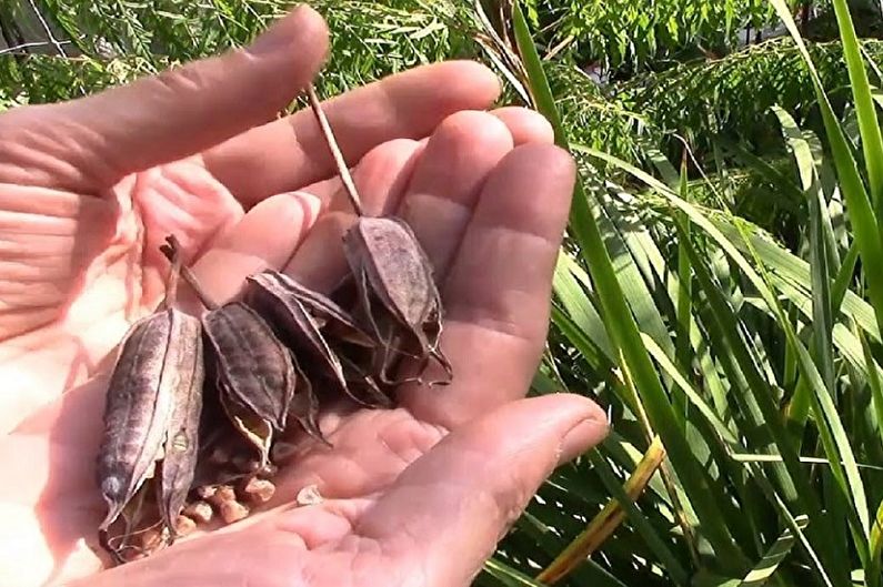 Propagation of iris seeds