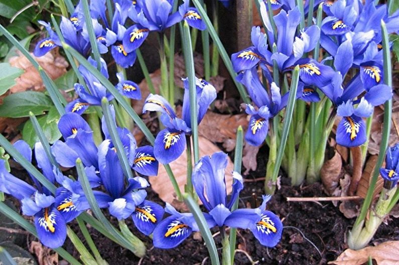 Propagation of iris seeds