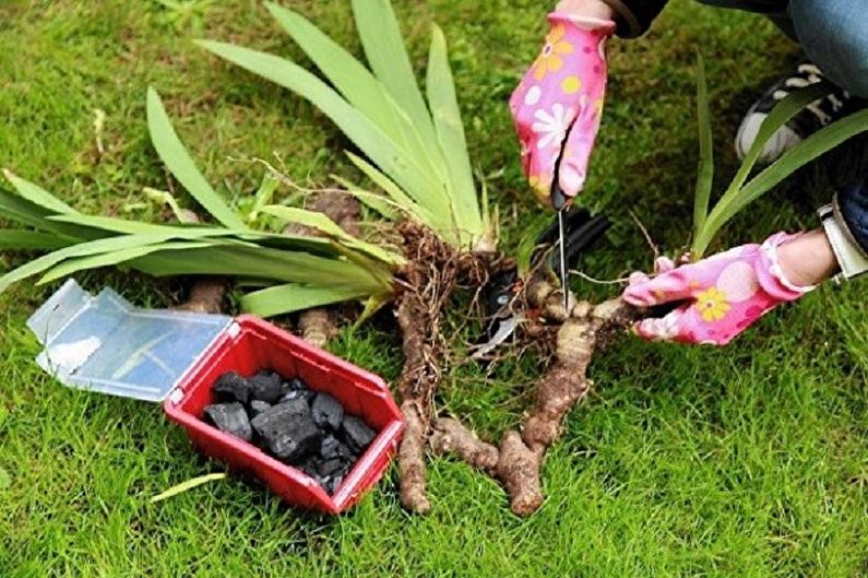 Reproduction of irises by the kidneys