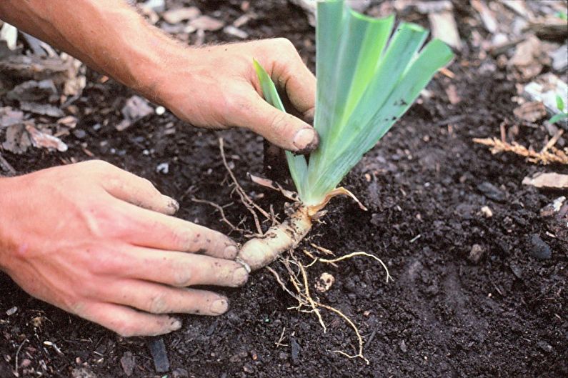 Reproduction of irises by the kidneys