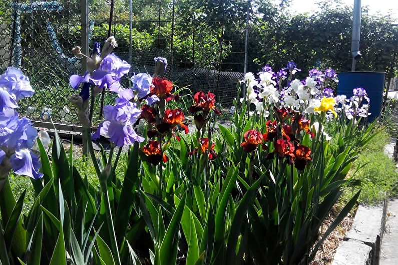 Irises - photo
