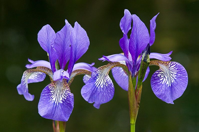 Irises - photo
