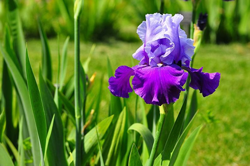 Irises - photo