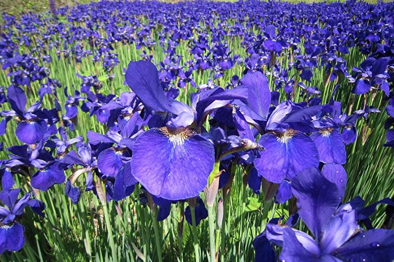 Irises - photo