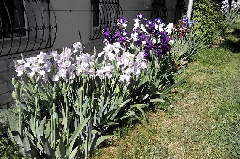 Irises - photo