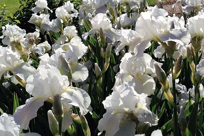 Irises - photo