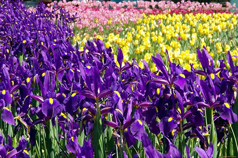 Irises - photo