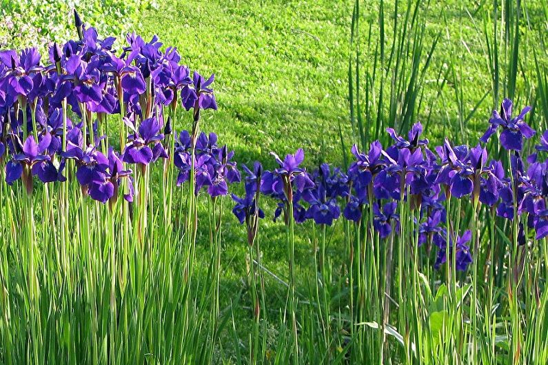 Irises - photo