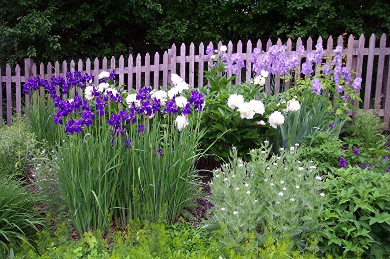 Irises - photo