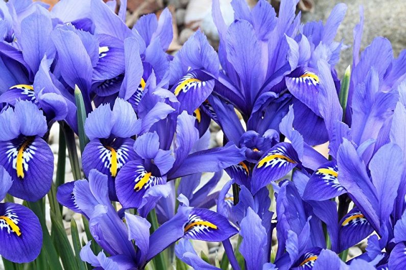 Irises - photo