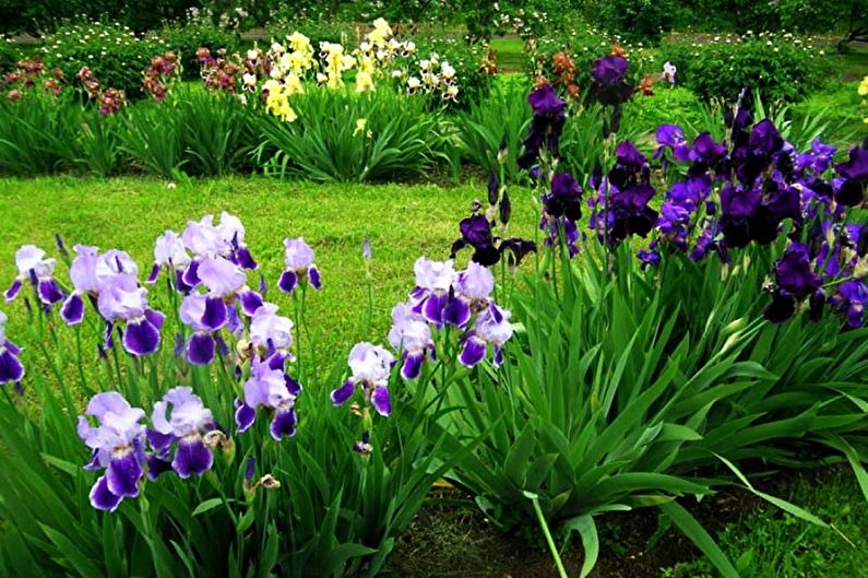Irises - photo