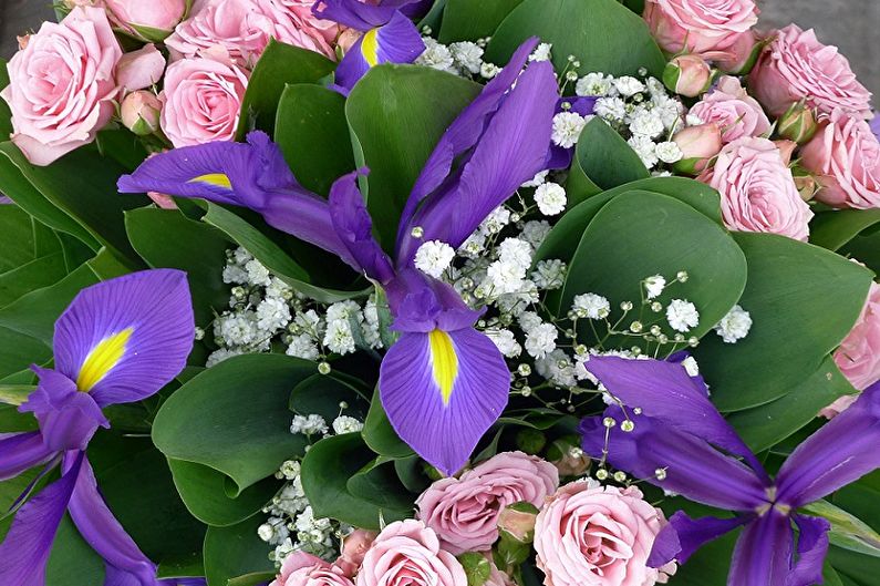 Irises - photo