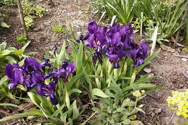 Irises - photo