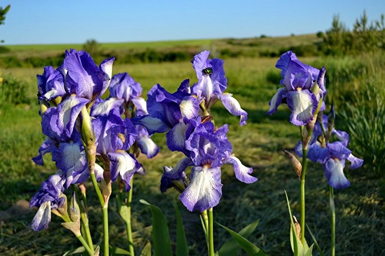 Irises - photo