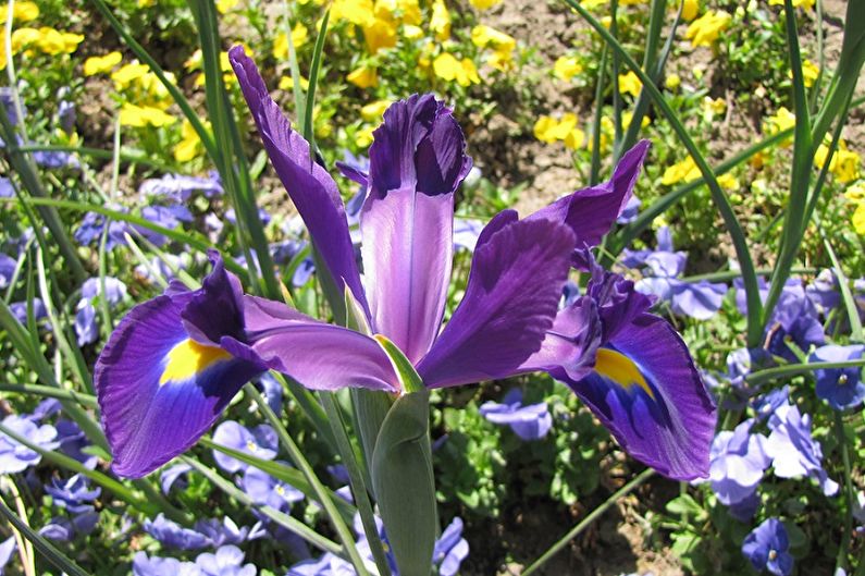 Irises - photo