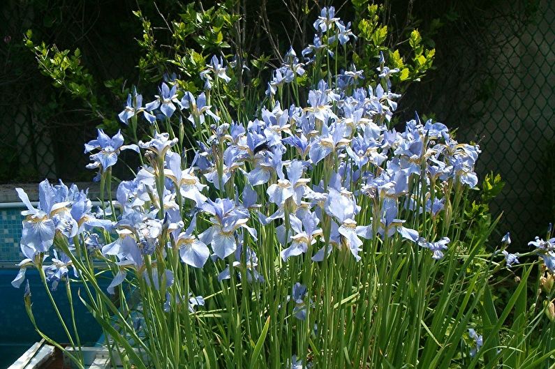 Irises - photo
