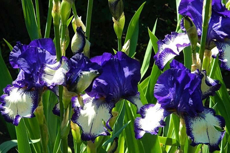 Irises - photo