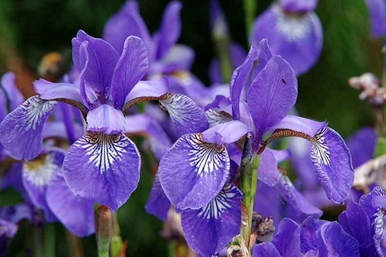 Irises - photo