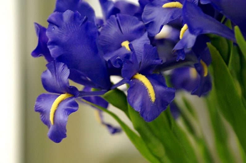 Irises - photo