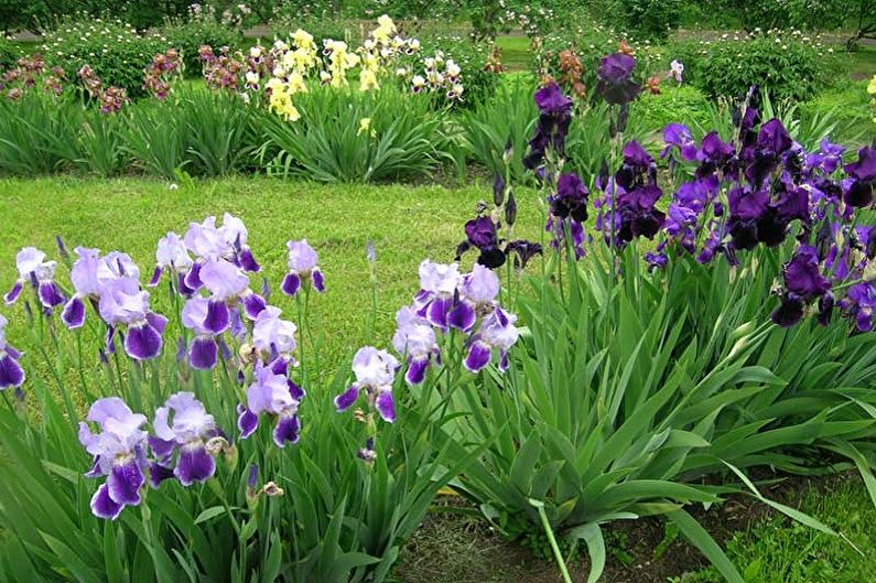 Irises - photo