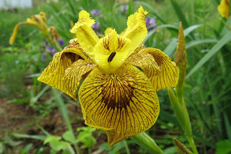 Irises - photo