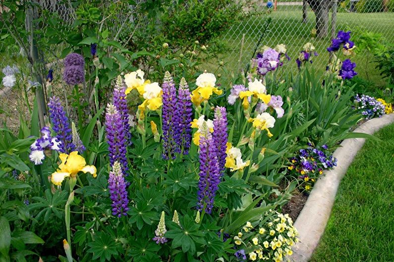 Irises - photo