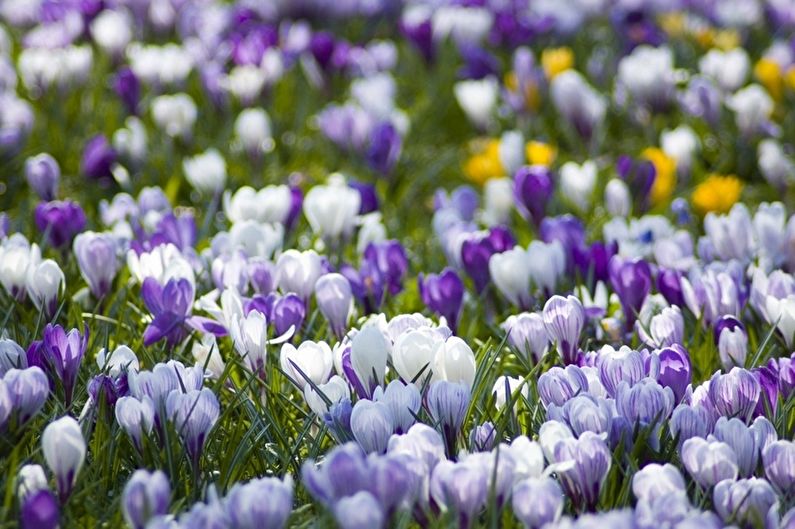 Saffron