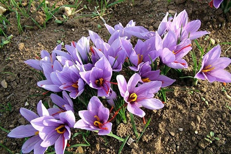 Saffron