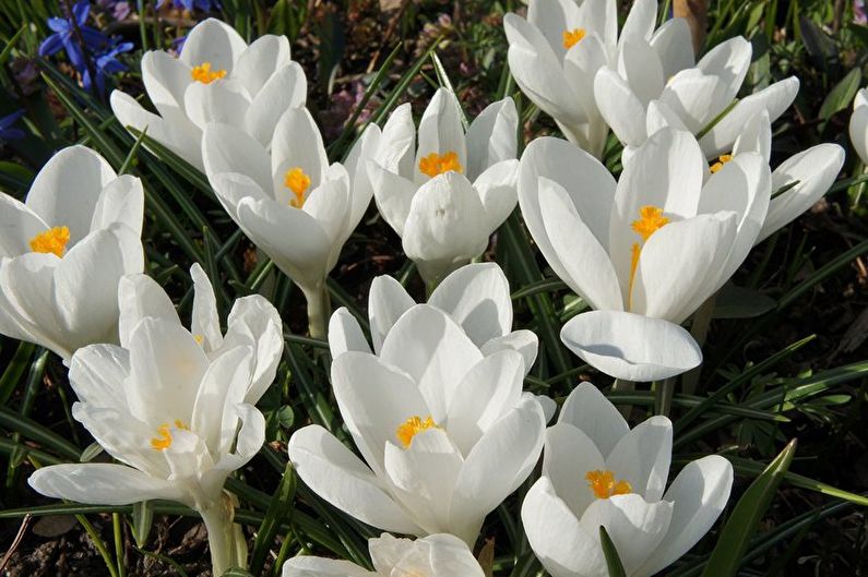 Spring crocus