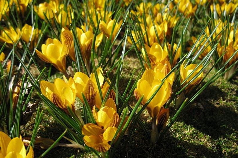 Golden saffron