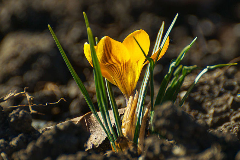 Golden saffron
