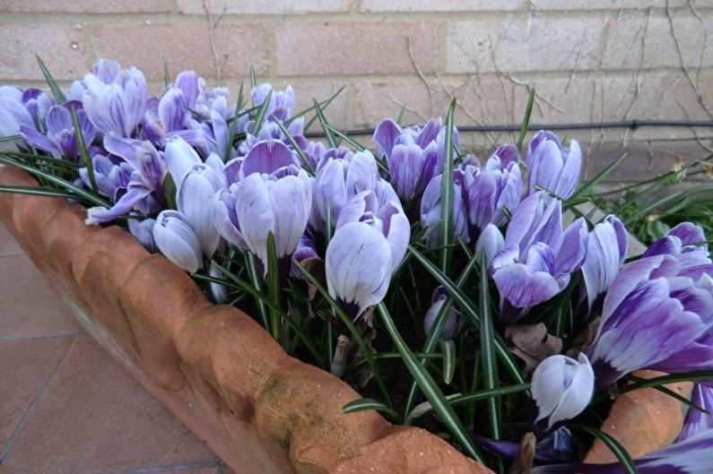 Crocus (Saffron) Care - Lighting
