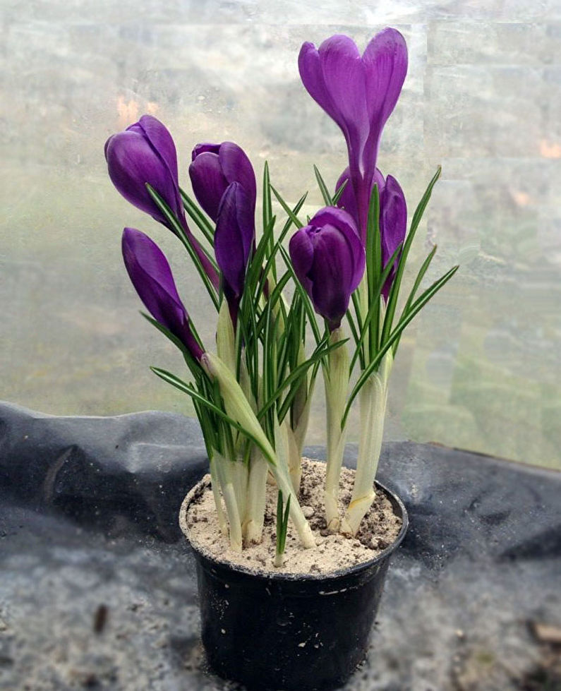 Crocus (Saffron) Care - Lighting