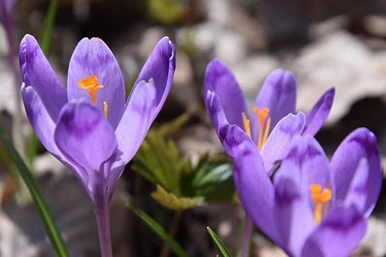 Crocus (Saffron) Care - Temperature