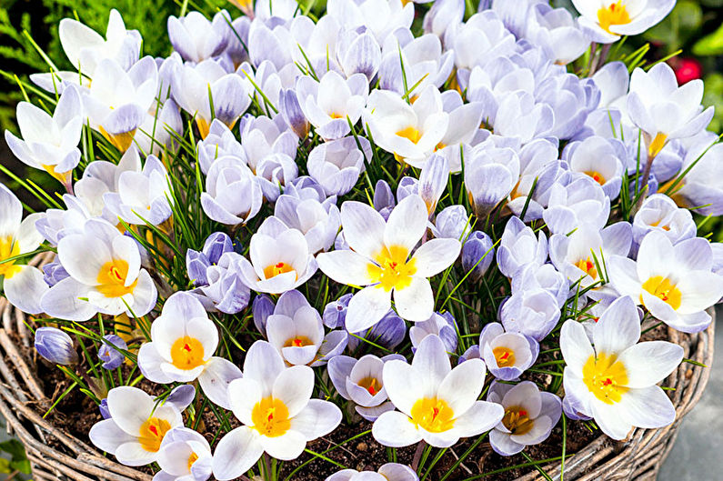 Crocus (Saffron) Care - Humidity