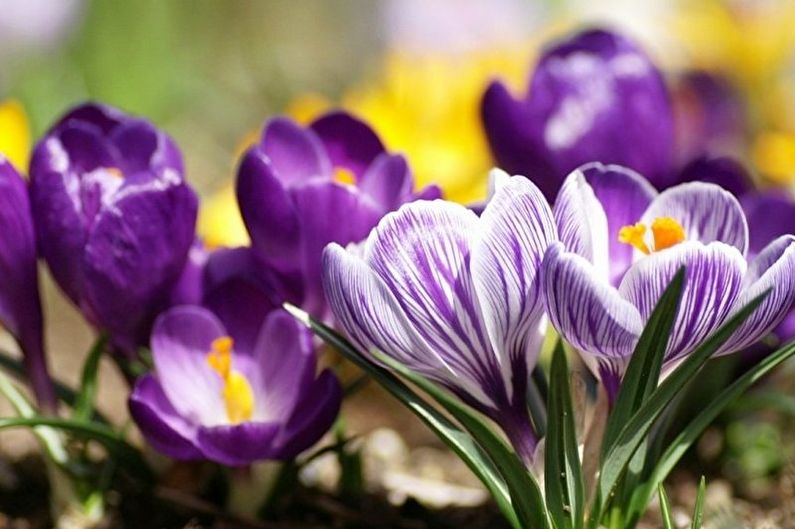 Crocus (Saffron) Care - Watering