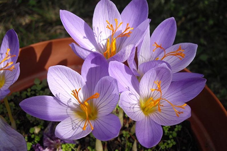 Crocus (Saffron) Care - Watering