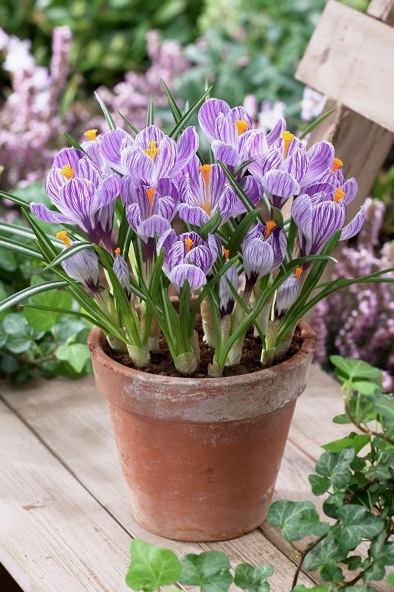Crocus (saffron) care - Fertilizers and top dressing