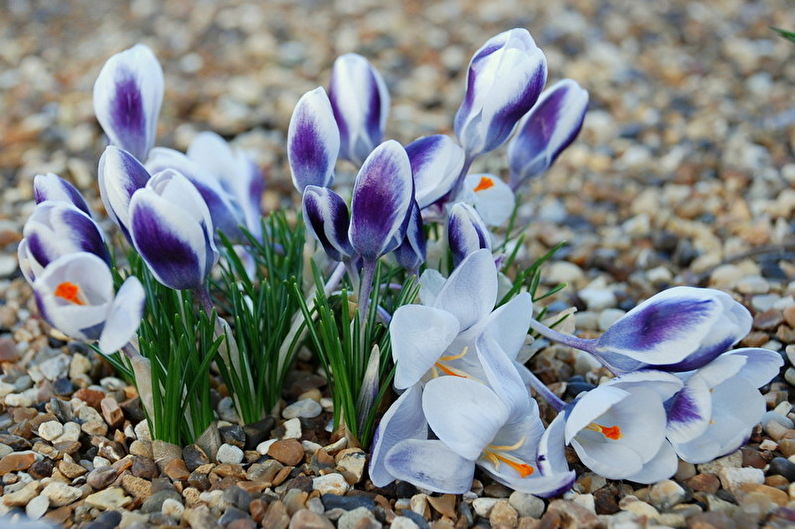 Crocuses - Pests and Diseases