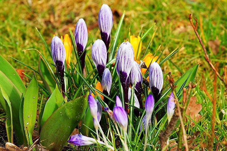 Crocuses - Pests and Diseases