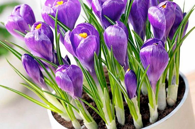 How to transplant crocuses