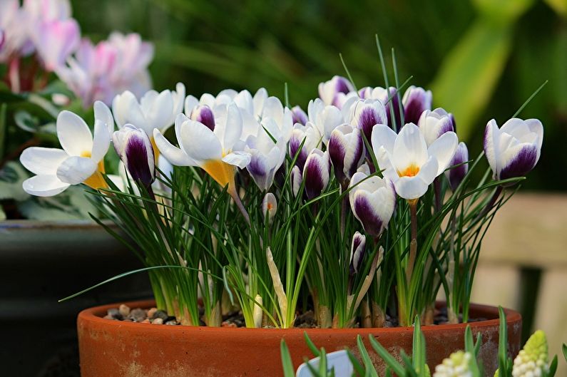 How to transplant crocuses