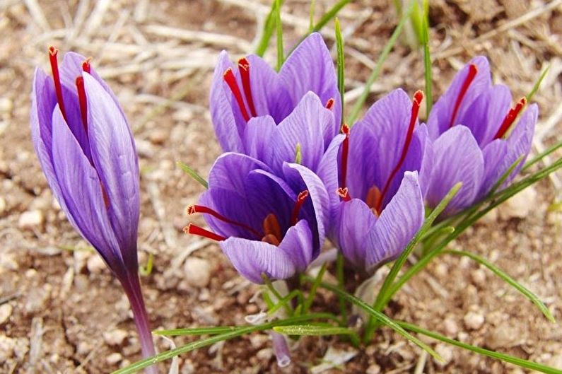 Crocus seed propagation