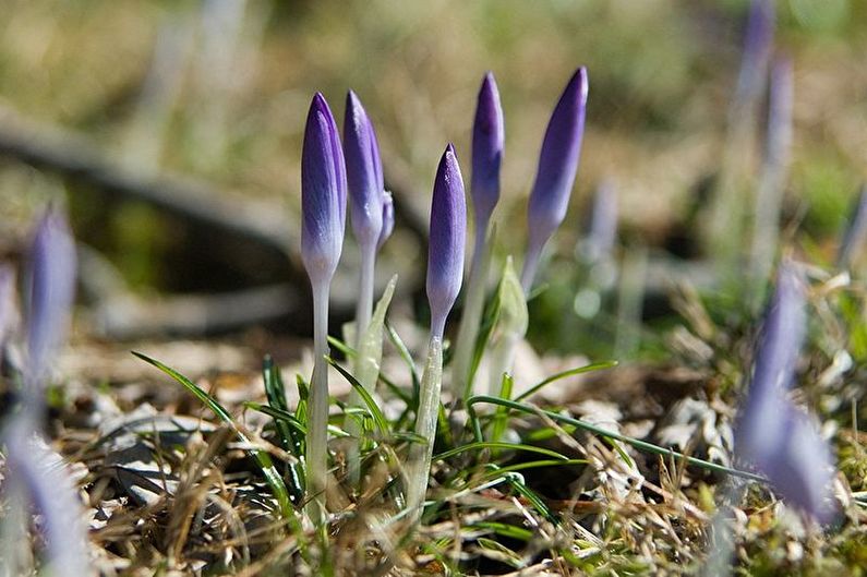 Crocus seed propagation